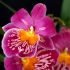 Miltonia, frumusetea Americii Latine intr-un ghiveci de flori
