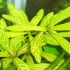 Deficientele de nutrienti ale plantelor