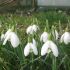 Galanthus nivalis sau Ghiocelul alb - vestitorul primaverii