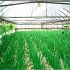 Viata secreta a plantelor