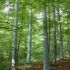 Rezervatia Naturala Padurea Hagieni