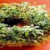 Plante aromatice