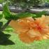 Plante de interior: Hibiscus