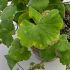 Simptome si cauze ale imbolnavirii plantelor