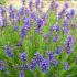 Hyssopus officinalis - planta medicinala si ornamentala