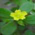 Iarba grasa sau Portulaca oleraceea