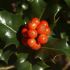 Arbusti decorativi. Ilex.