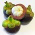 Garcinia Mangostana