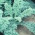 Brassica oleracea