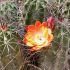 Ingrijirea corespunzatoare a cactusilor