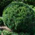 Taxus baccata (Tisa)