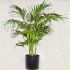 Howea fosteriana