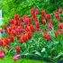 Gradina Keukenhof din Olanda