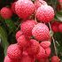 Fructe exotice - Litchi