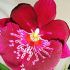 Miltonia (orhidee)