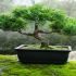 Totul despre bonsai
