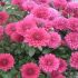 Selectarea plantelor perene