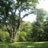 Parcul Dendrologic Hemeius