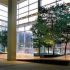 Plante de interior care purifica aerul