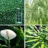Purificarea aerului cu ajutorul plantelor