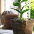 Vase decorative pentru orhidee