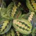 Maranta leuconeura