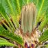 Cycas revoluta