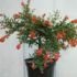 Plante de apartament - Rodiu pitic