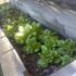 Legume care cresc in soare partial 
