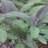 Plantele sanitar