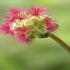 Sanguisorba minor. Plante medicinale.