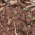 Seminte recomandate pentru plantare primavara 