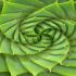 Spiral Aloe (Aloe polyphylla)