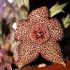 Stapelia - Steaua serifului