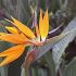 Strelitzia reginae