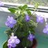 Streptocarpella - un streptocarpus aparte