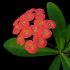 Euphorbia