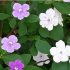 Brunfelsia