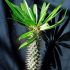 Pachypodium lamerei