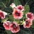 Gloxinia
