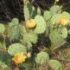 Opuntia humifusa