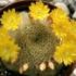 Cactusul