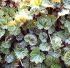 Saxifraga