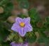 Solanum