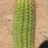 Echinopsis spachiana