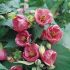 Ingrijire plante de apartament. Abutilon.
