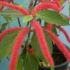 Acalypha