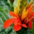 Aphelandra