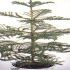 Araucaria