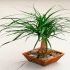 Beaucarnea